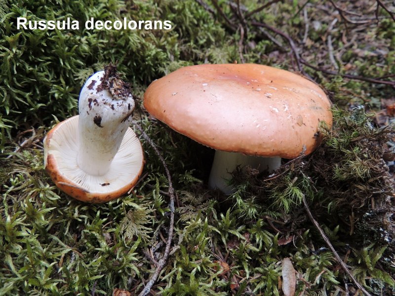 Russula decolorans-amf2142.jpg - Russula decolorans ; Nom français: Russule orangée grisonnante